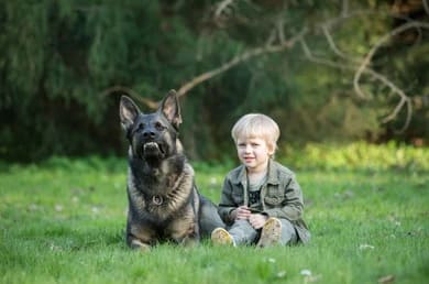 Young child standing safely beside a working-line German Shepherd raised by The Watch Dog Den