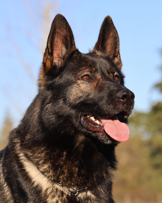 DDR German Shepherd working dog