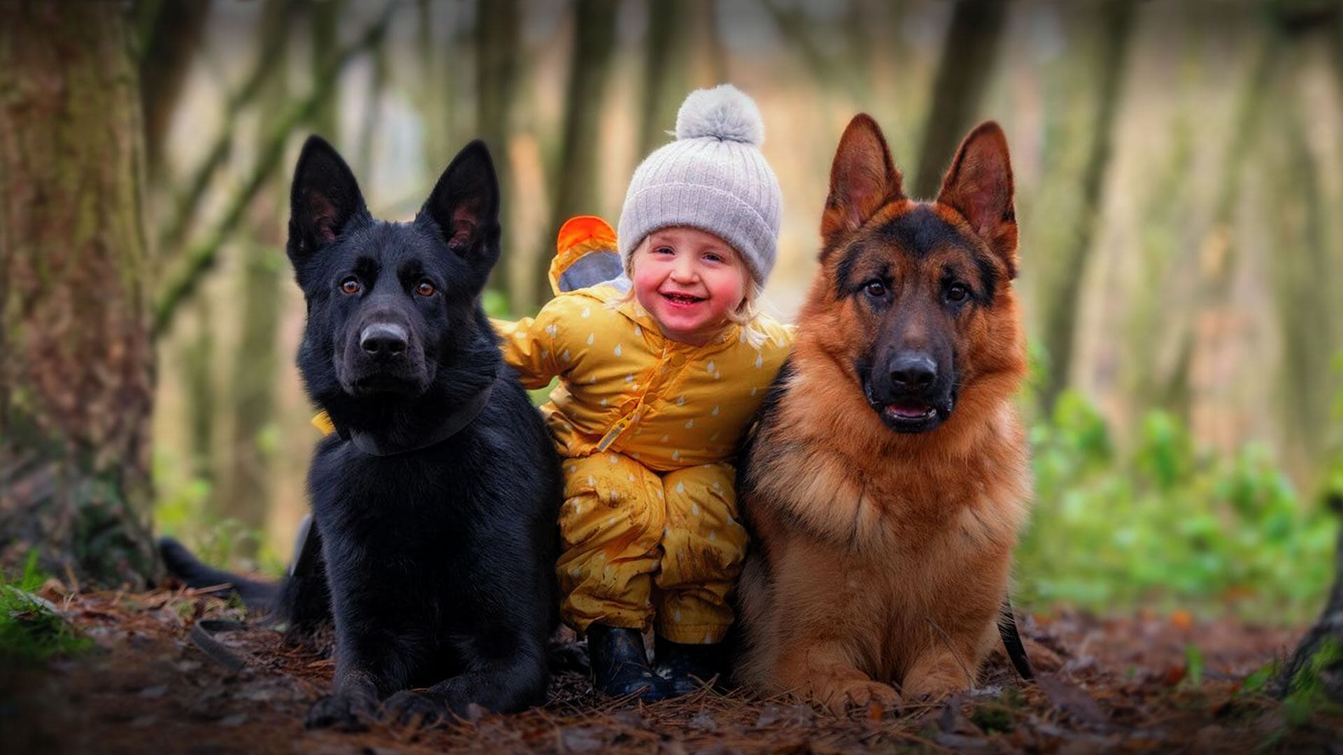 Trained protection dog standing alert beside owner