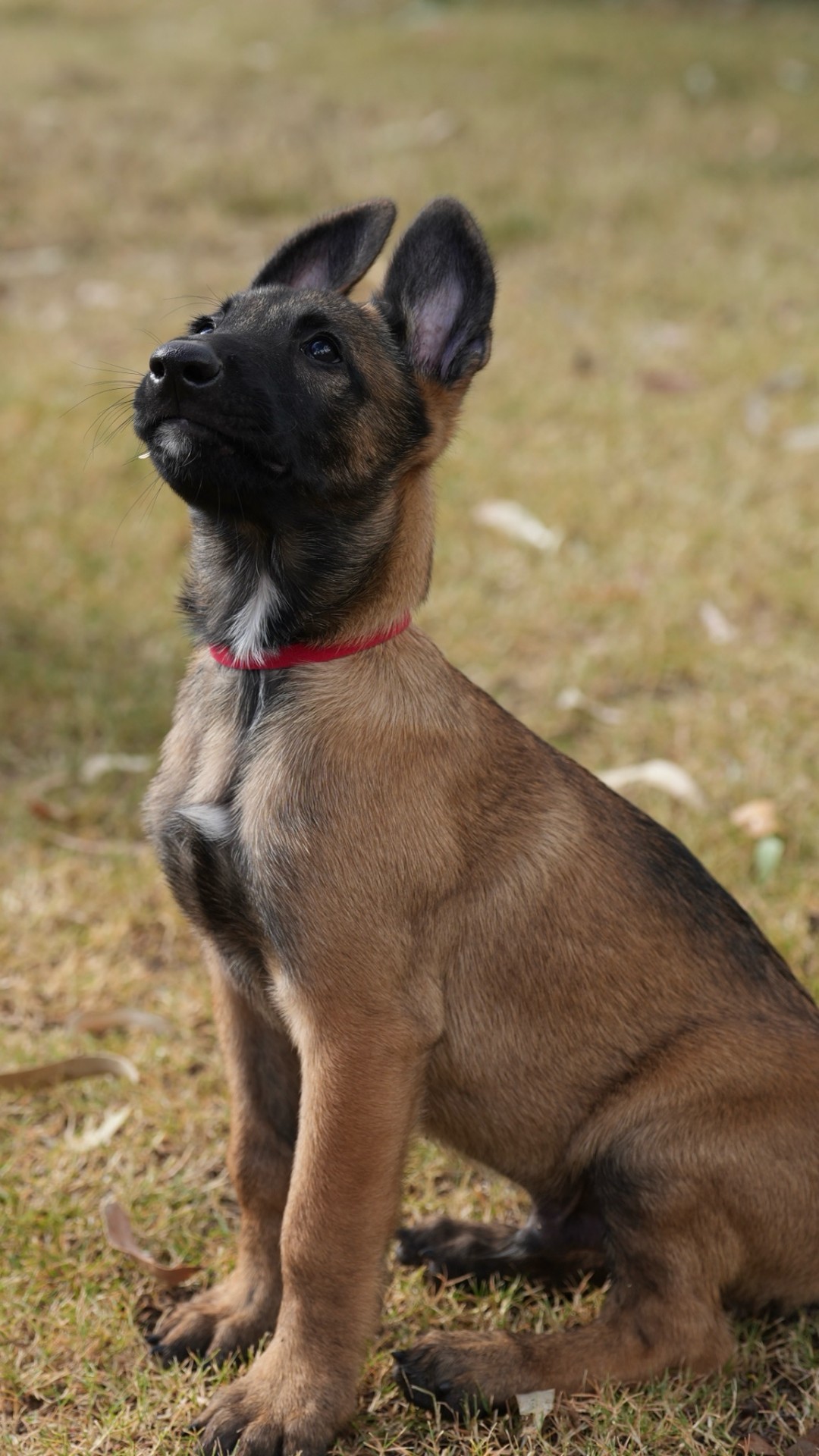 Wolfie, 9 week old Belgian Malinois puppy