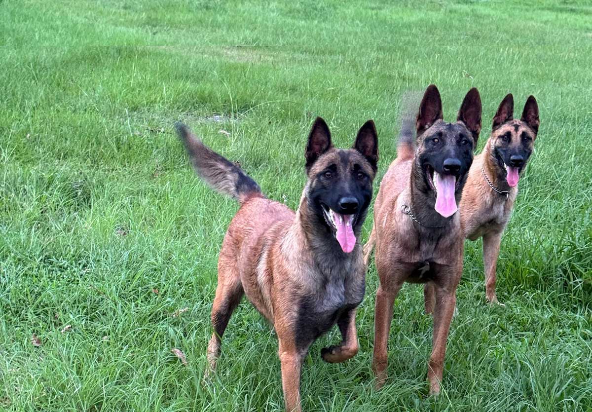 Adult Belgian Malinois standing alert outdoors