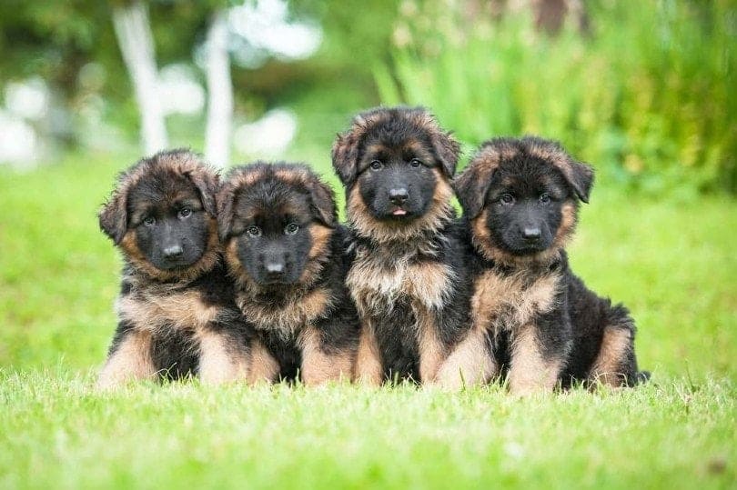 Working line German Shepherd puppies available at The Watch Dog Den, Gold Coast