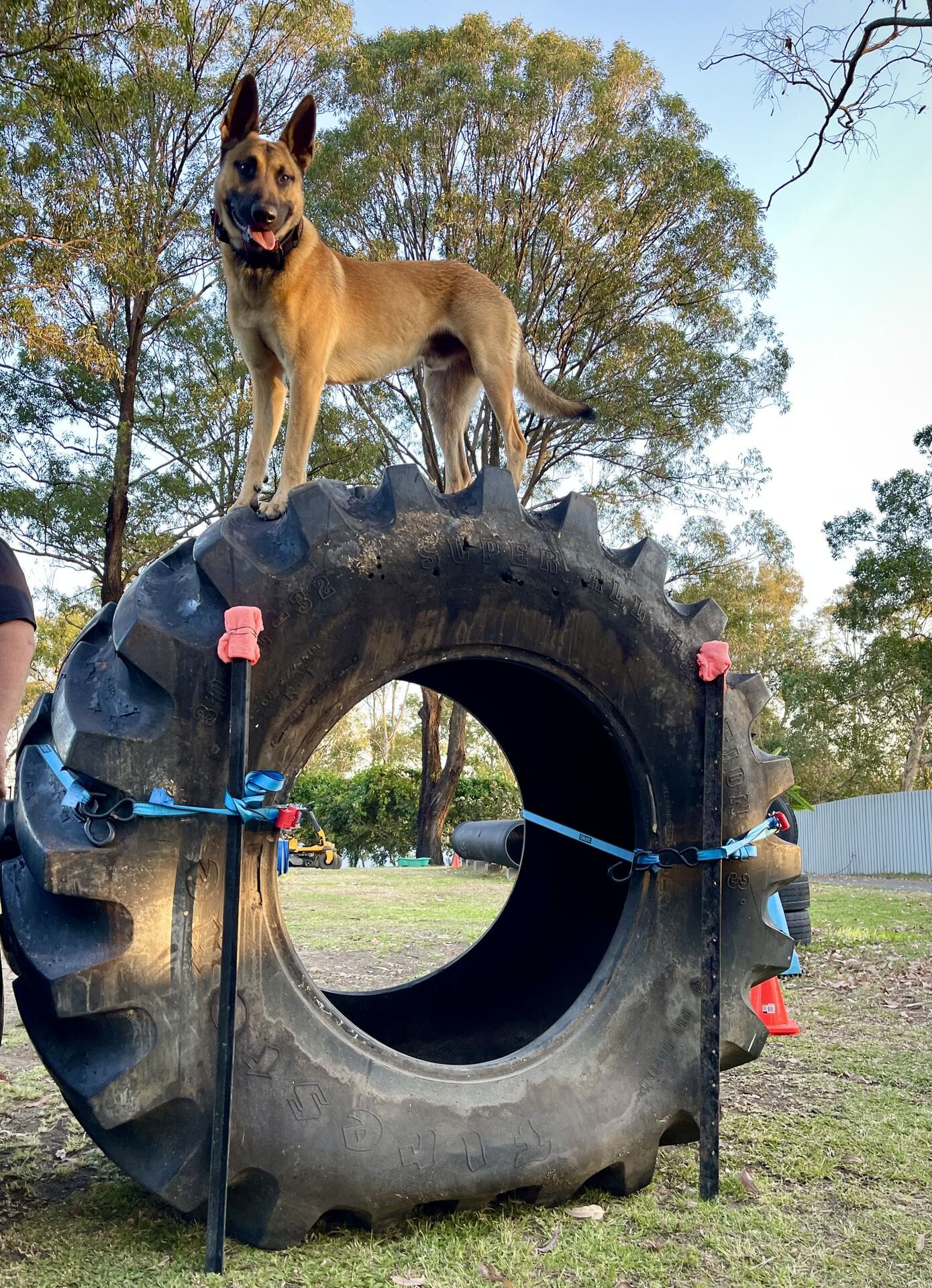 Female trainer working a German Shepherd one-on-one during a board and train session at the Nerang facility