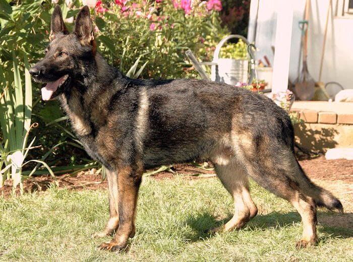 West German working line German Shepherd standing alert outdoors