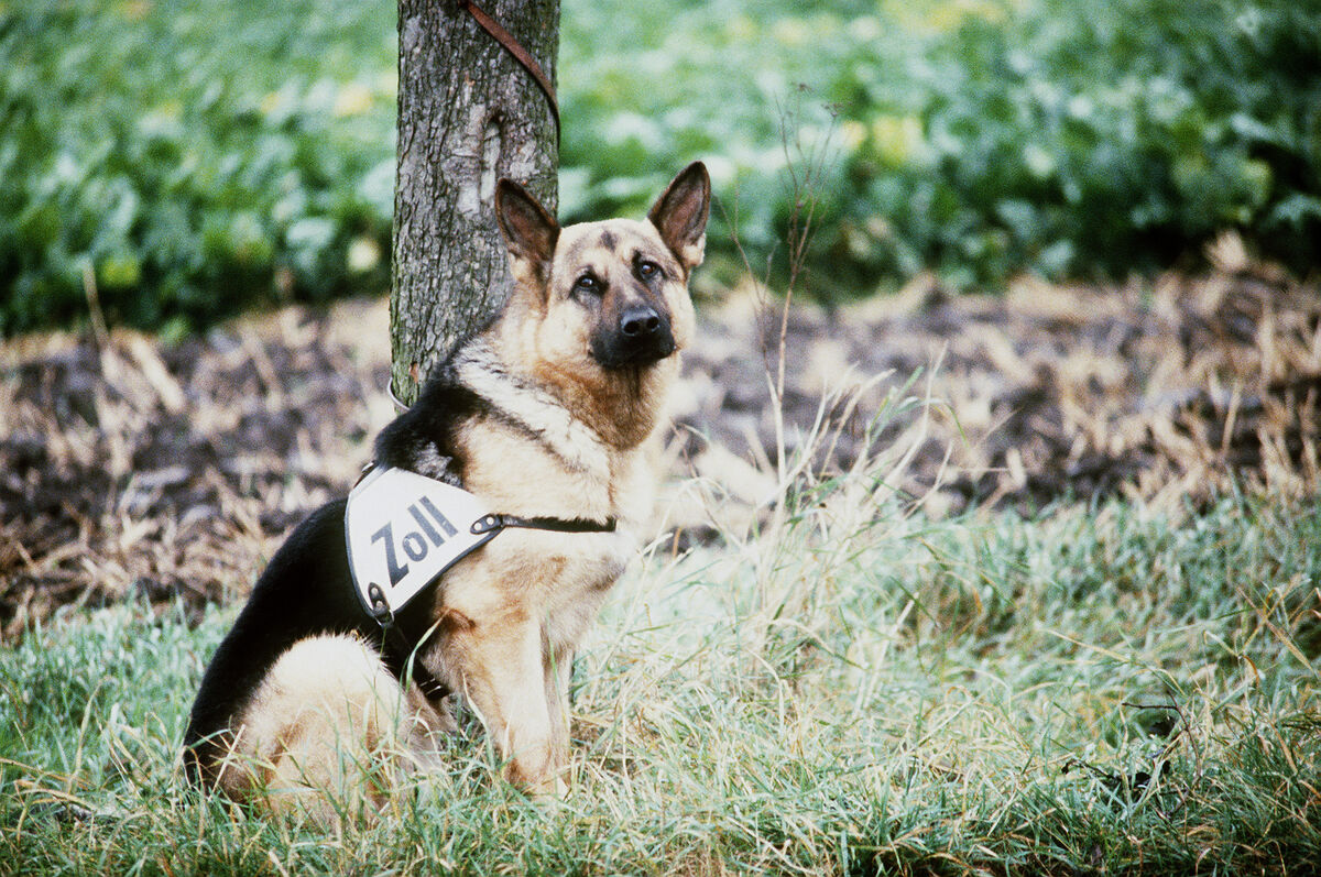 DDR German Shepherd customs dog on patrol, East Germany 1984