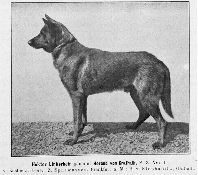 Horand von Grafrath, the first registered German Shepherd Dog, 1899