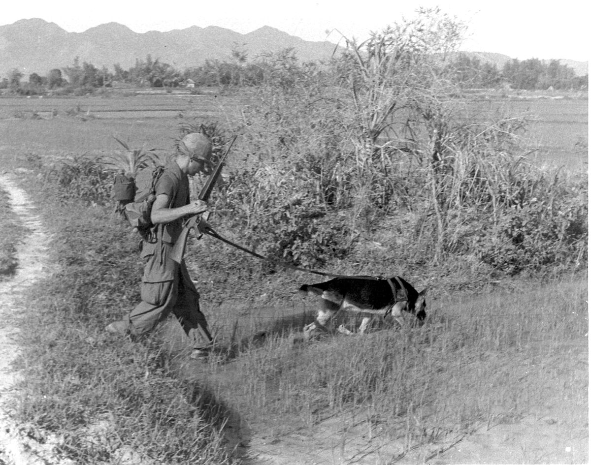 Military scout dog handler with German Shepherd