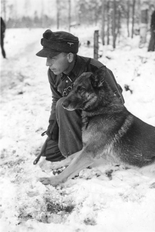 SS dog training school in Norway, WWII - German Shepherd training in snow
