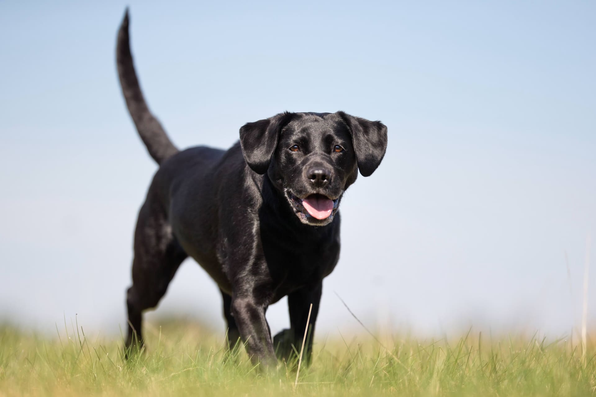 Labrador Retriever puppy from our working line breeding programme