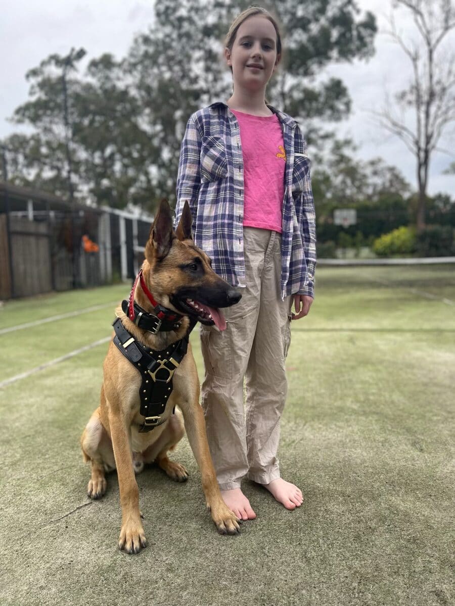 Working line German Shepherd practising controlled heelwork during an obedience session