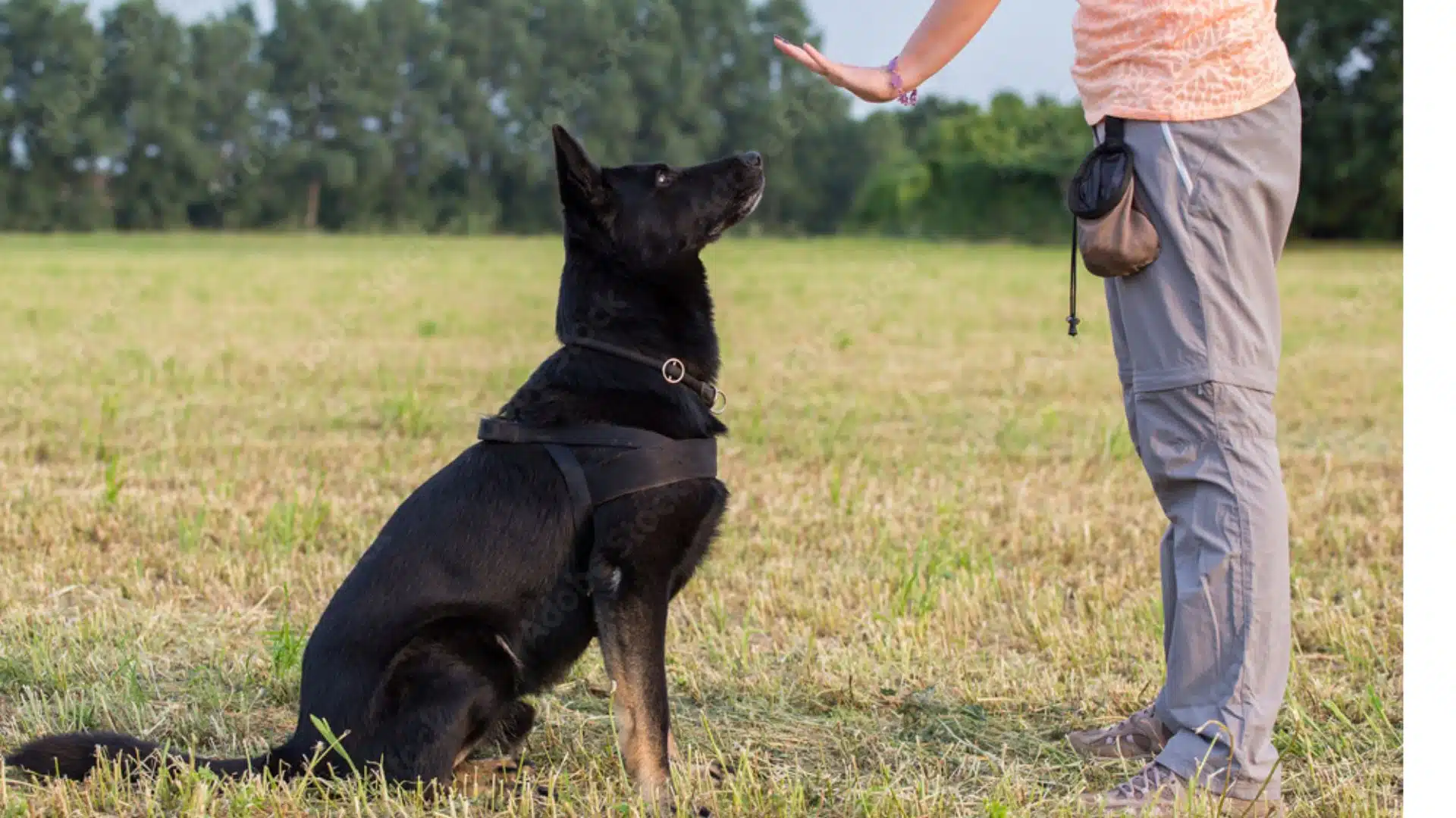 Behavioral modification training