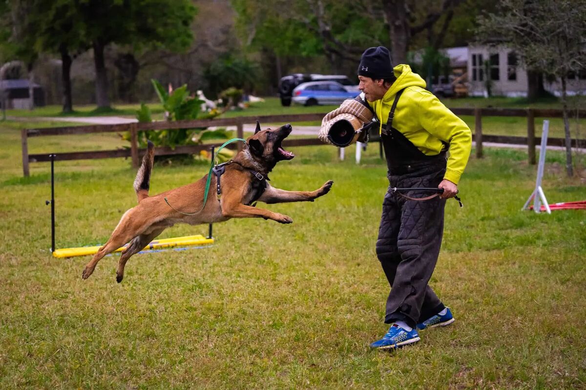 Protection dog training