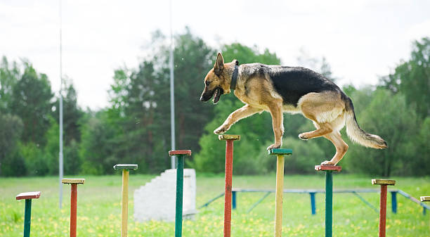 German Shepherd training at The Watch Dog Den